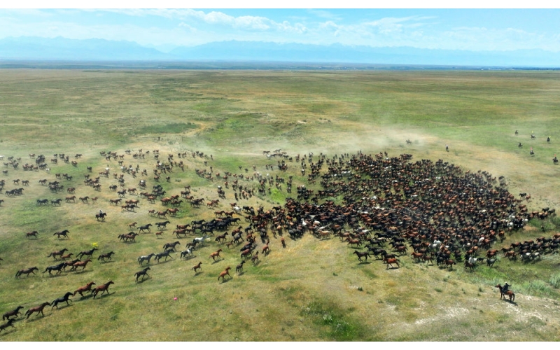 盛夏時節 在新疆昭蘇領略萬馬奔騰